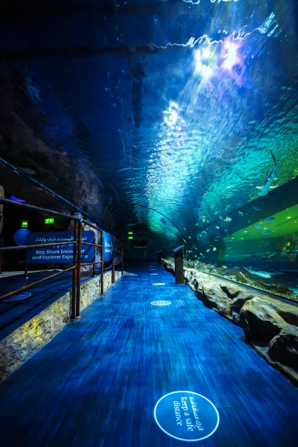 Dubai Aquarium Tunnel Dubai Mall