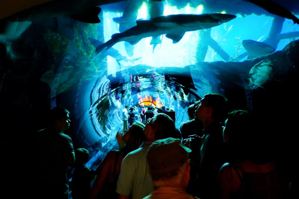 Dubai Aquarium Underwater Zoo Dubai Mall