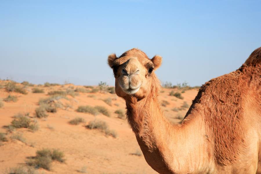 Ride a Camel in Dubai Desert Safari Camel Trekking