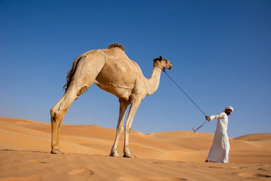 Liwa Oasis UAE Desert Camel