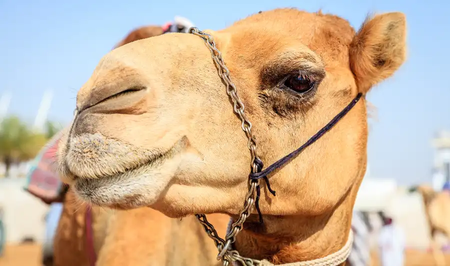 Camel Racing Dubai Al Marmoom