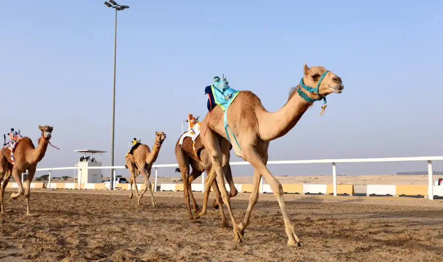 Camel Racing Dubai UAE