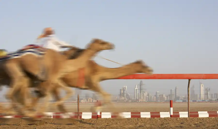 Camel Racing UAE Dubai Abu Dhabi